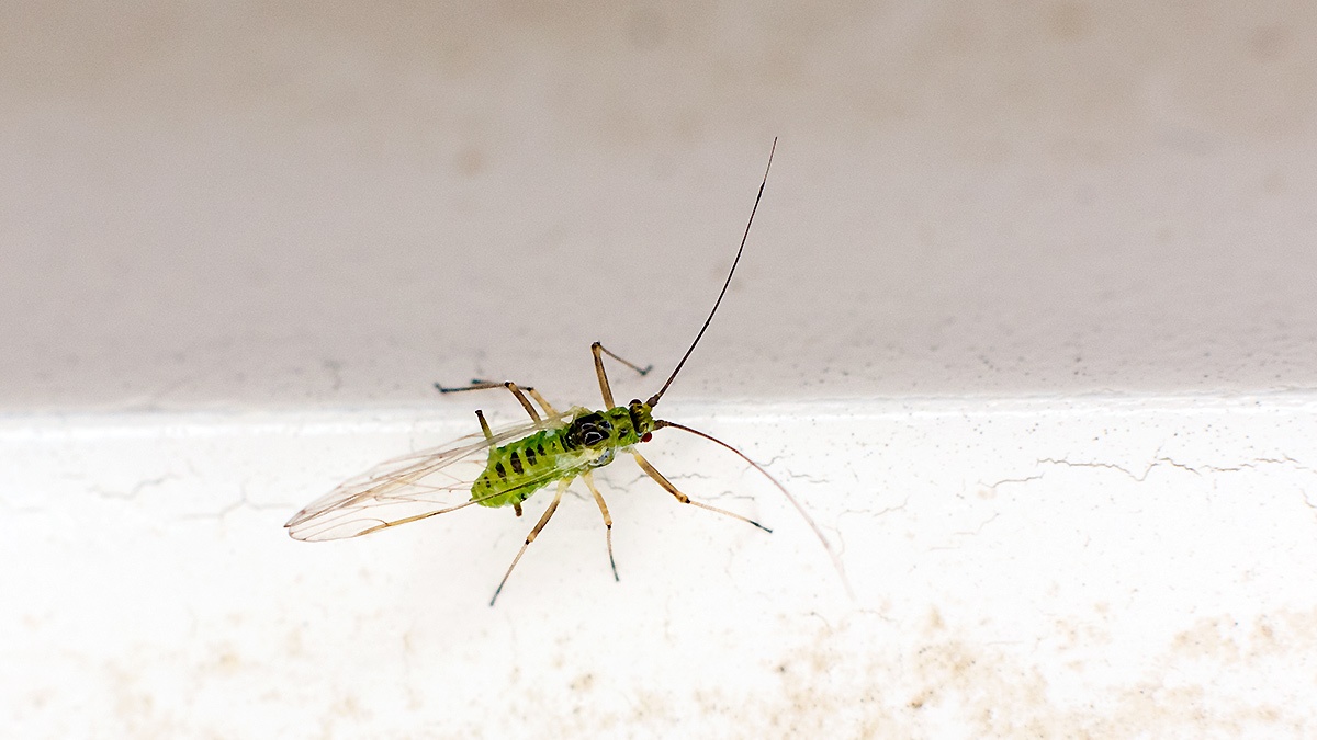 Common Sycamore Aphid [Drepanosiphum platanoidis]