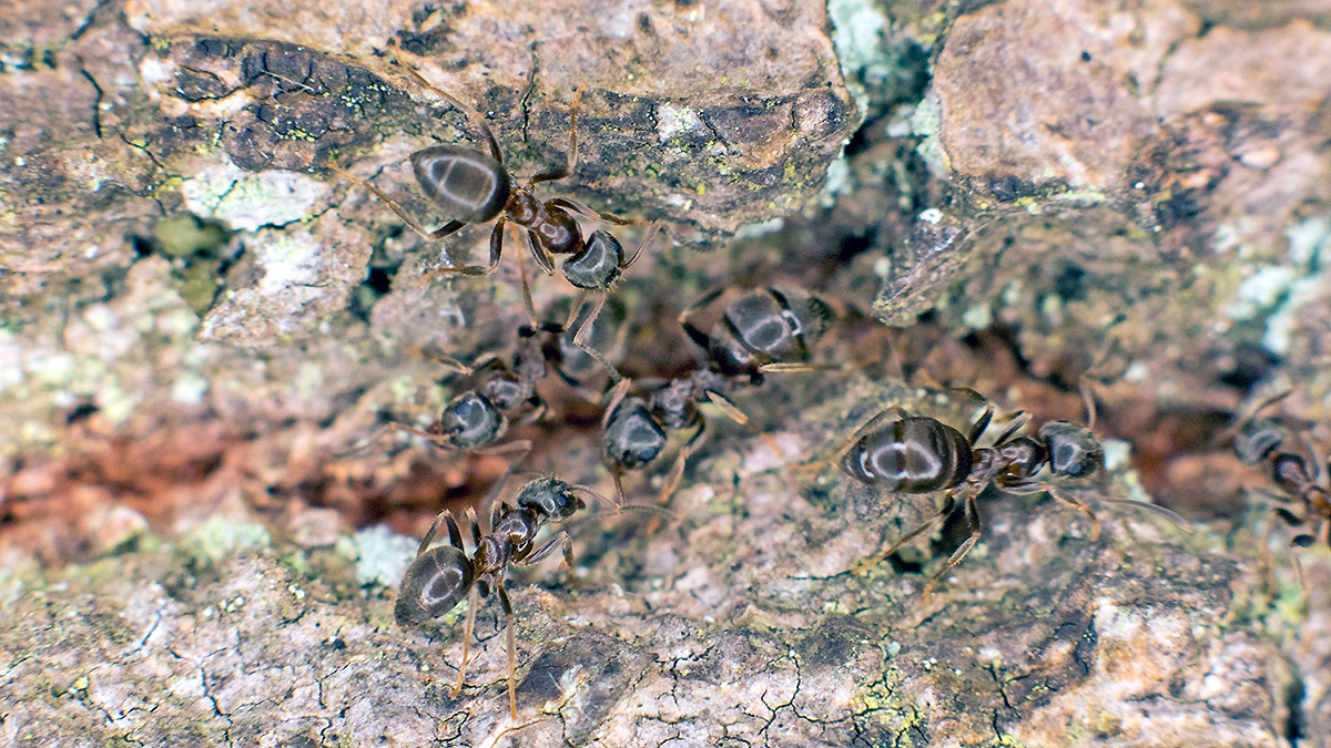 Black Garden Ant [Lasius niger?]