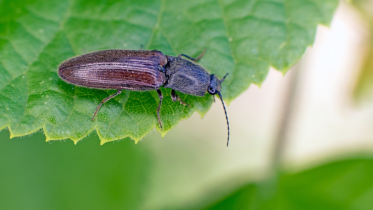 Common Click Beetle [Athous haemorrhoidalis]