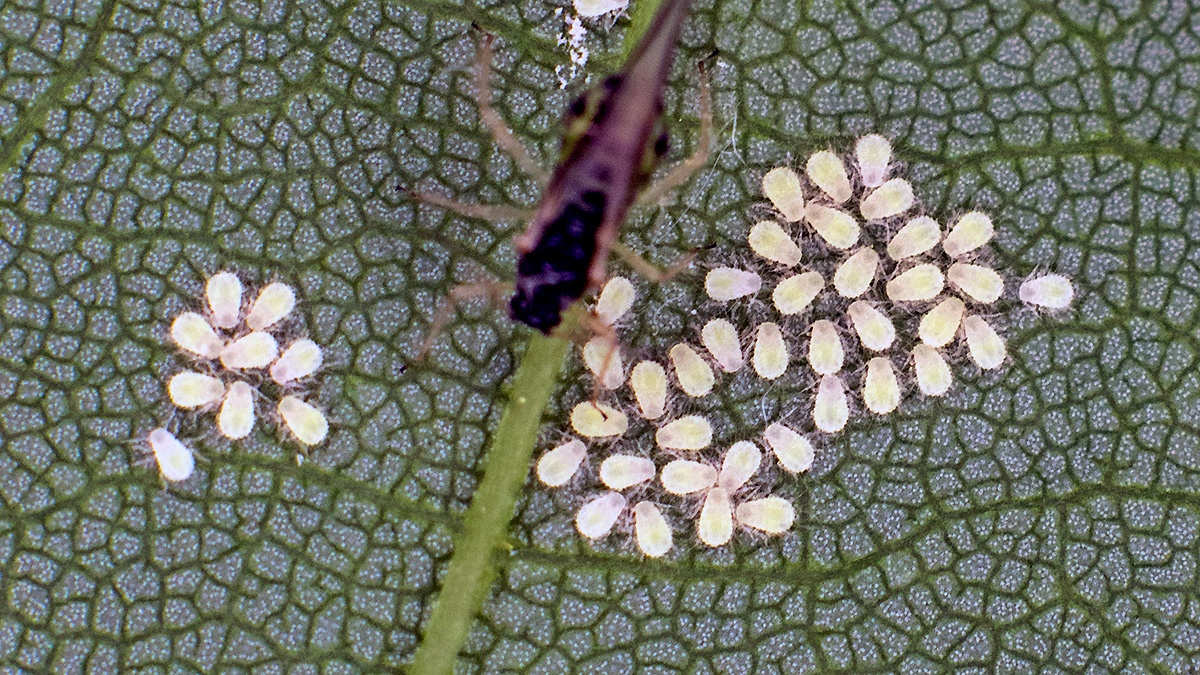 Sycamore Periphyllus Aphid [Periphyllus acericola]