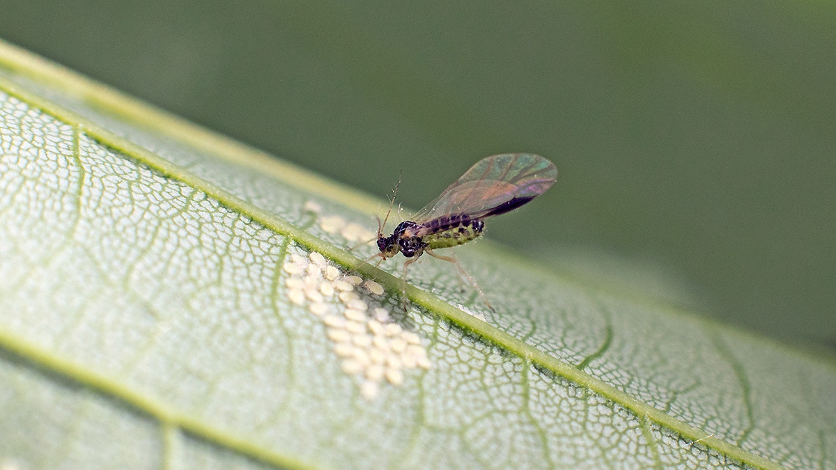 Sycamore Periphyllus Aphid [Periphyllus acericola]
