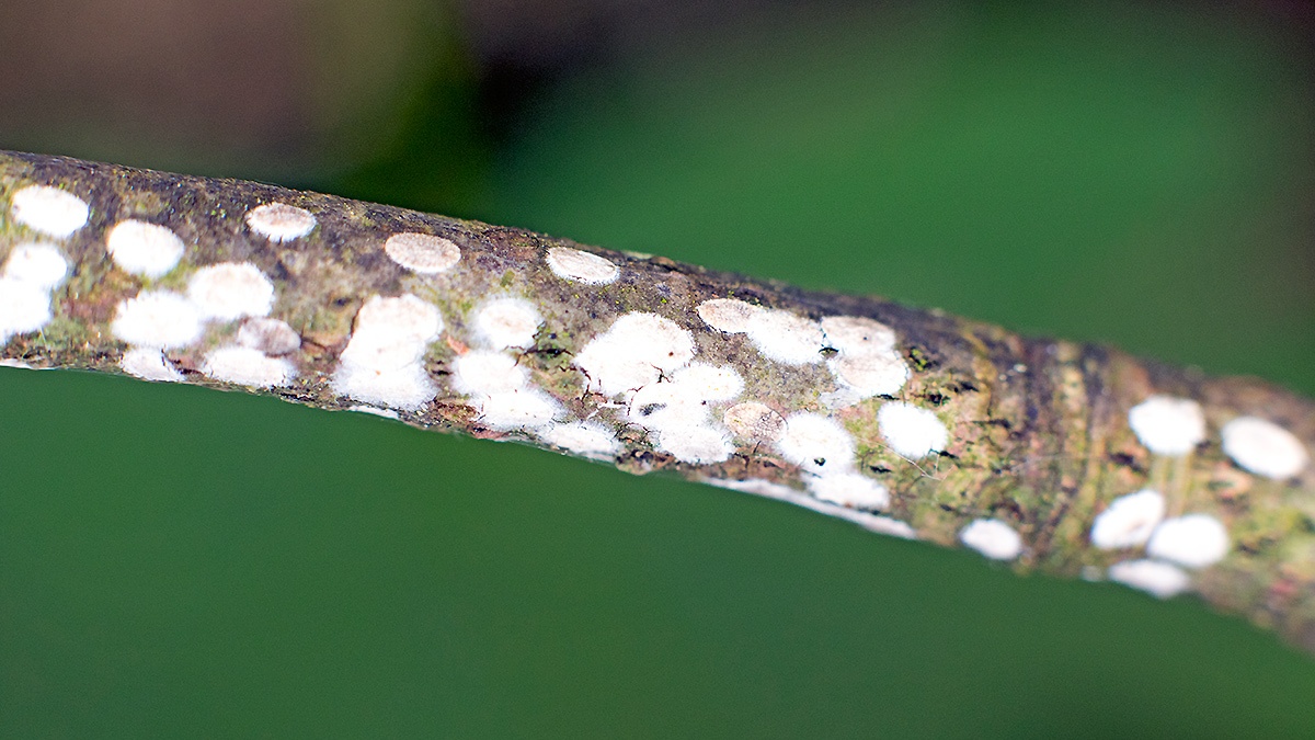 Horse Chestnut Scale [Pulvinaria regalis]