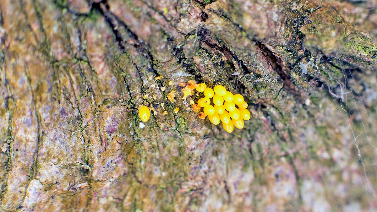 Ladybird eggs