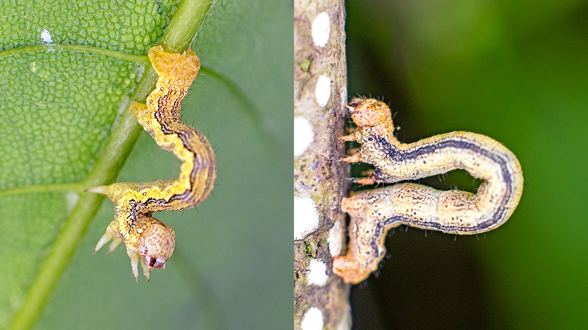 moth caterpillars on Sycamore