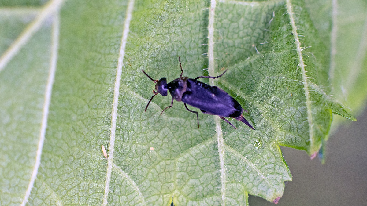 tumbling flower beetle [Mordella aculeata?]