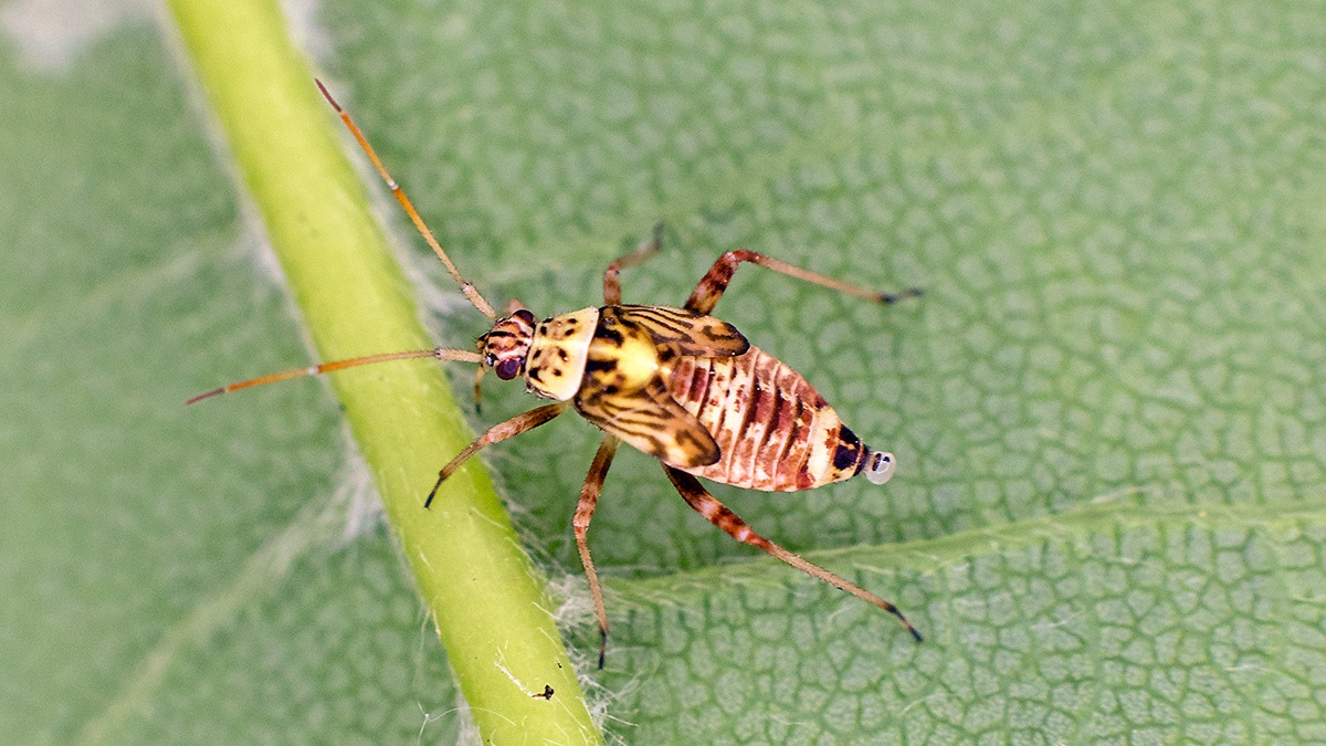 Striped Oak Bug [Rhabdomiris striatellus]