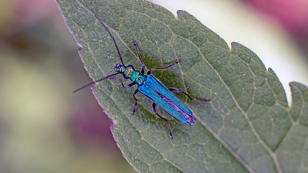 Swollen-thighed Beetle [Oedemera nobilis]