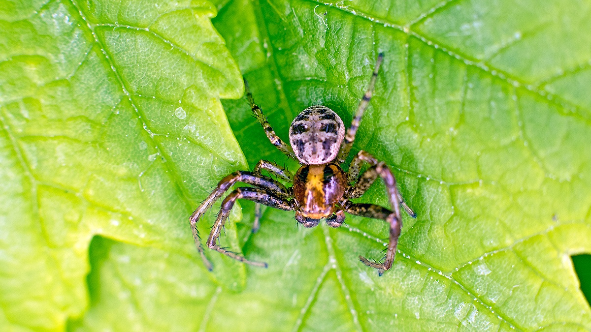 crab spider [Xysticus sp.]