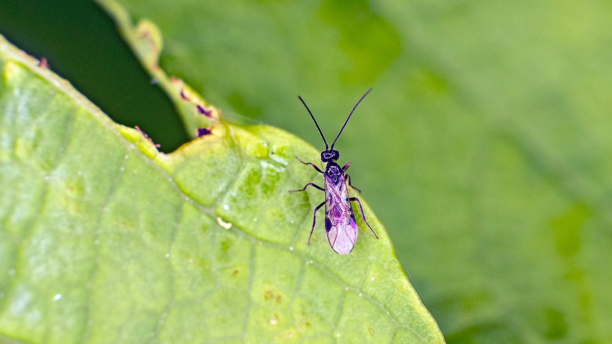 Braconid wasp [Cotesia sp.?]
