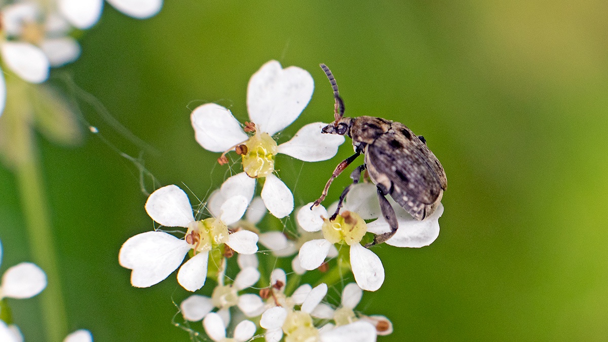 Bean Seed Beetle [Bruchidius villosus]
