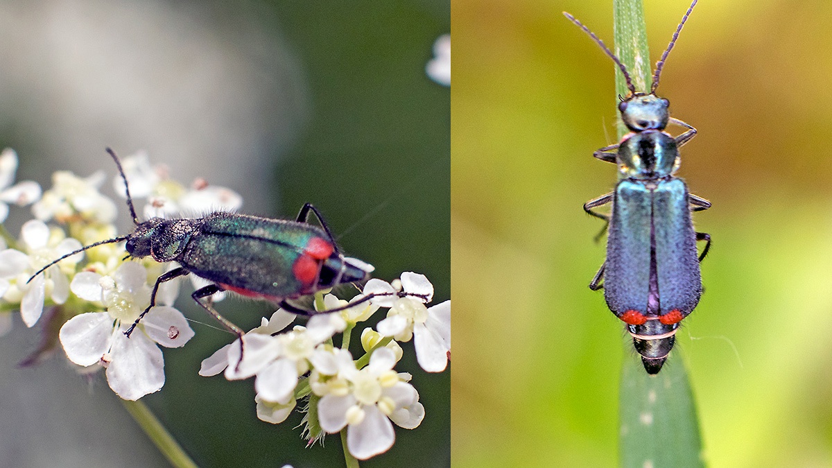 Red-tipped Flower Beetle [Malachius bipustulatus]