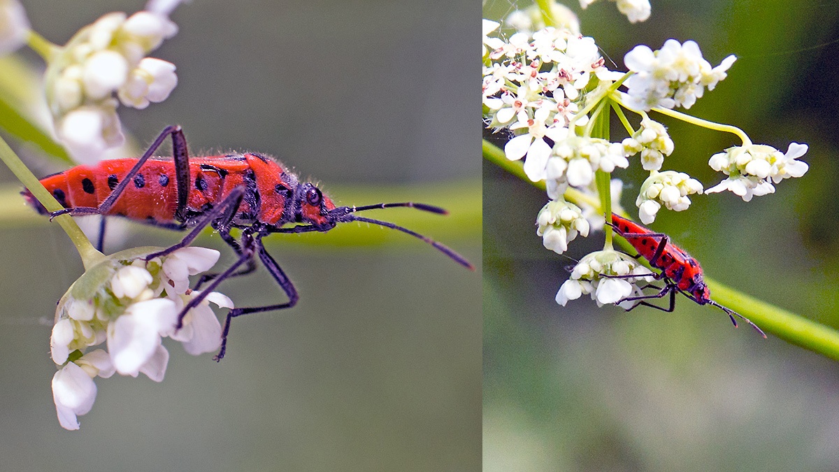 Cinnamon Bug [Corizus hyoscyami]