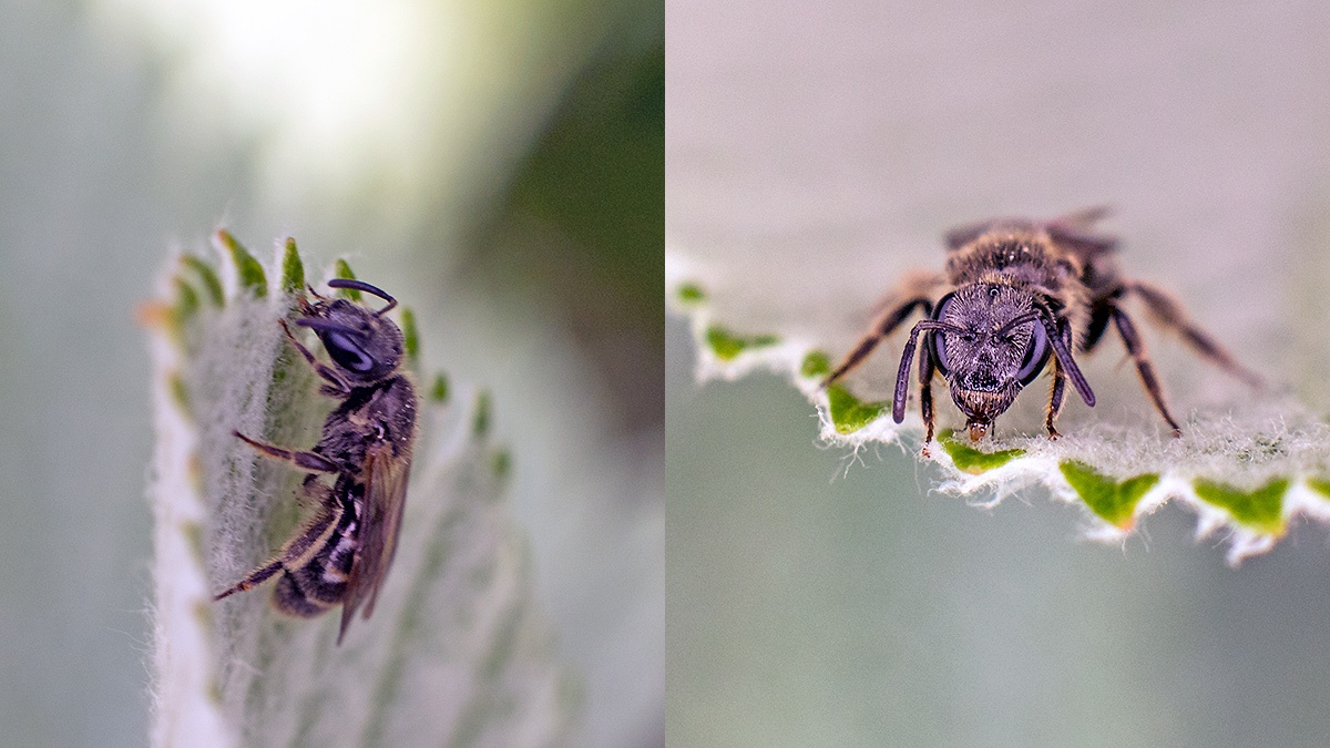 Common Furrow Bee [Lasioglossum calceatum]