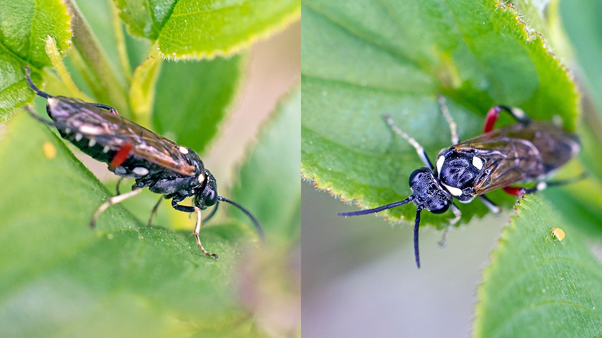 Privet Sawfly [Macrophya punctumalbum]