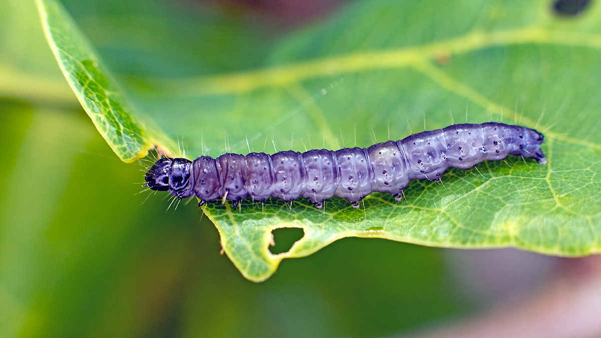 Tufted Oak Roller [Psoricoptera gibbosella]