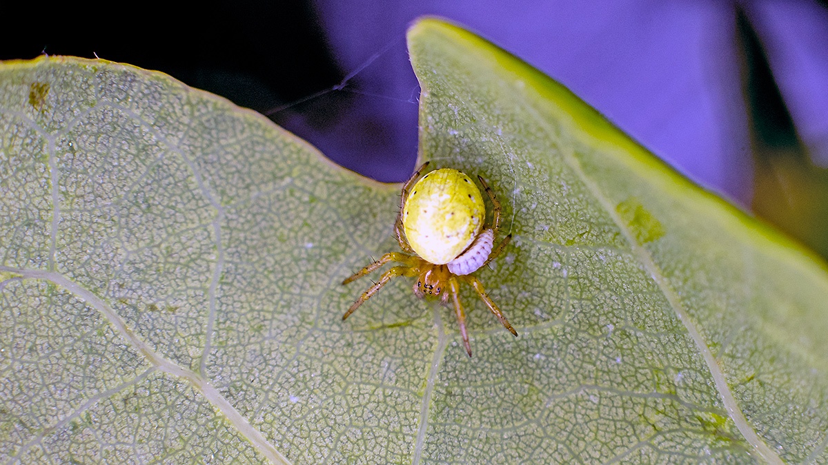 Cucumber Green Spider [Araniella cucurbitina]