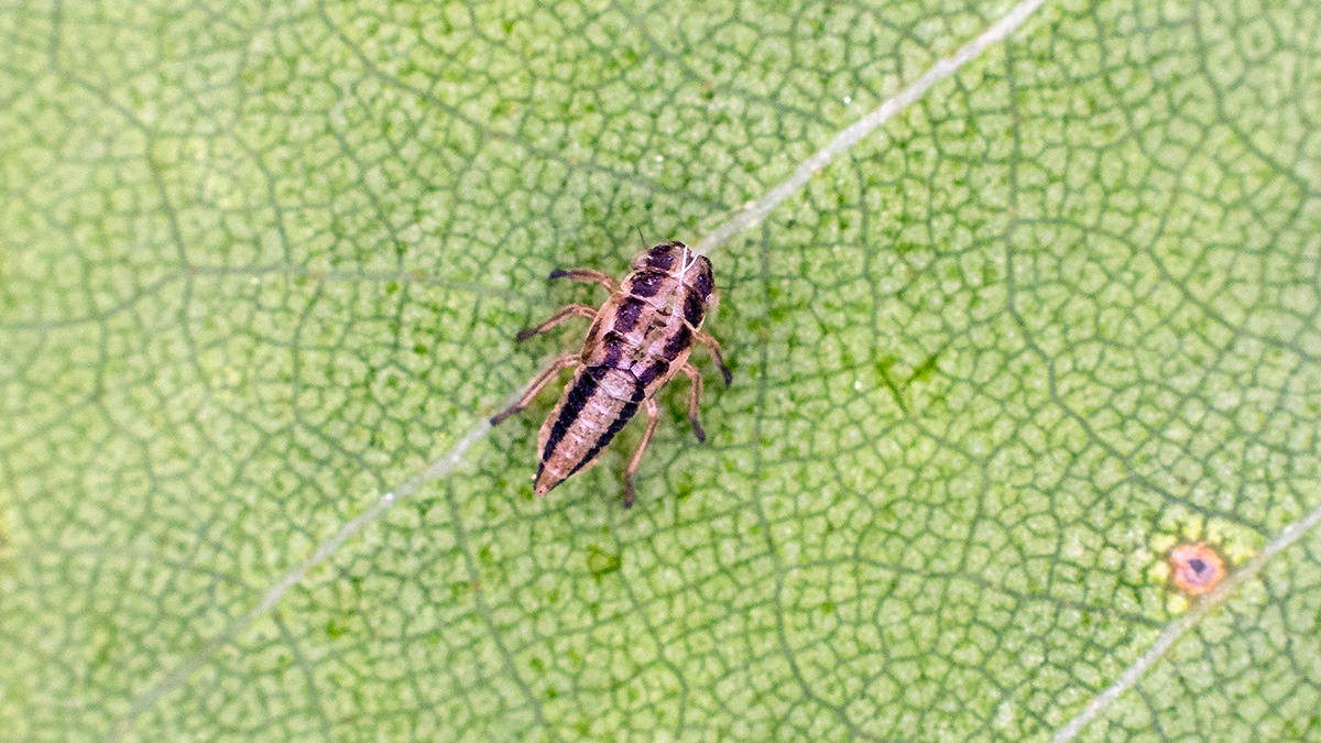 leafhopper [Eurhadina loewii?]