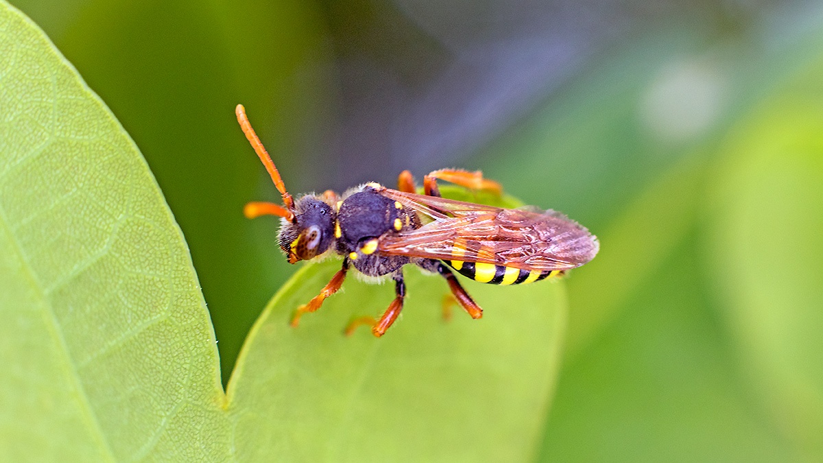 Gooden's Nomad Bee [Nomada goodeniana]