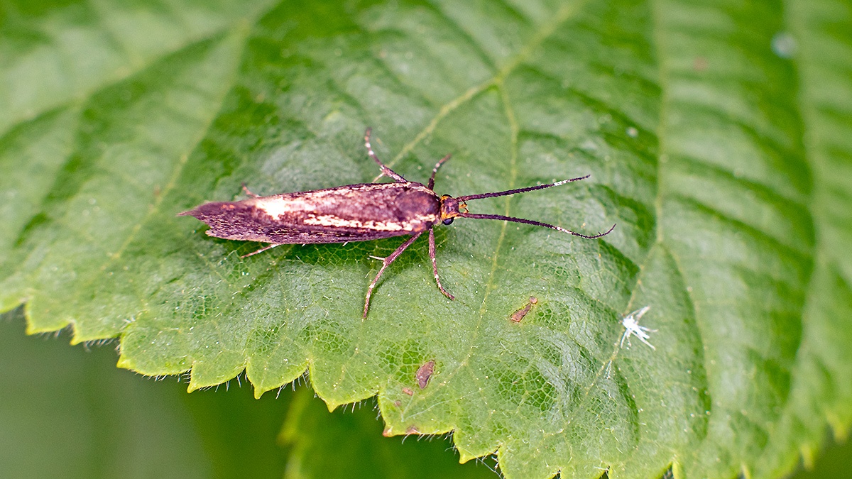 Sulphur Bark Moth [Esperia sulphurella]