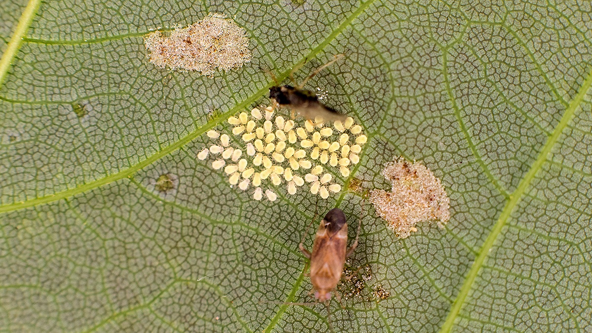 Sycamore Periphyllus Aphid [Periphyllus acericola]