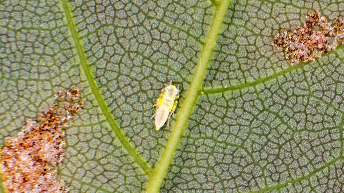 sycamore leafhopper [Edwardsiana nigroloba?]