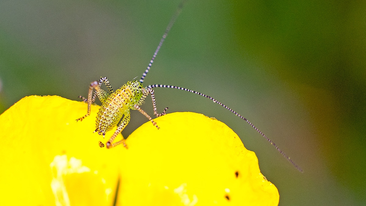Speckled Bush-cricket [Leptophytes punctatissima]
