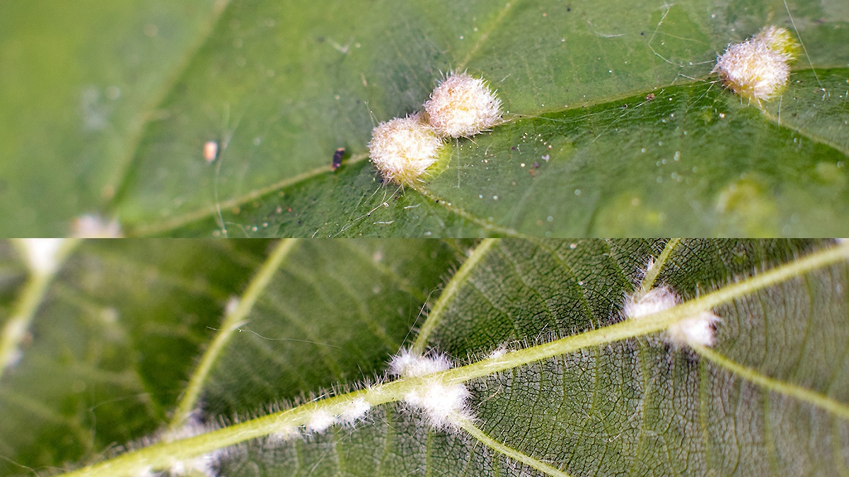 Lime Gall Mite [Eriophyes exilis]
