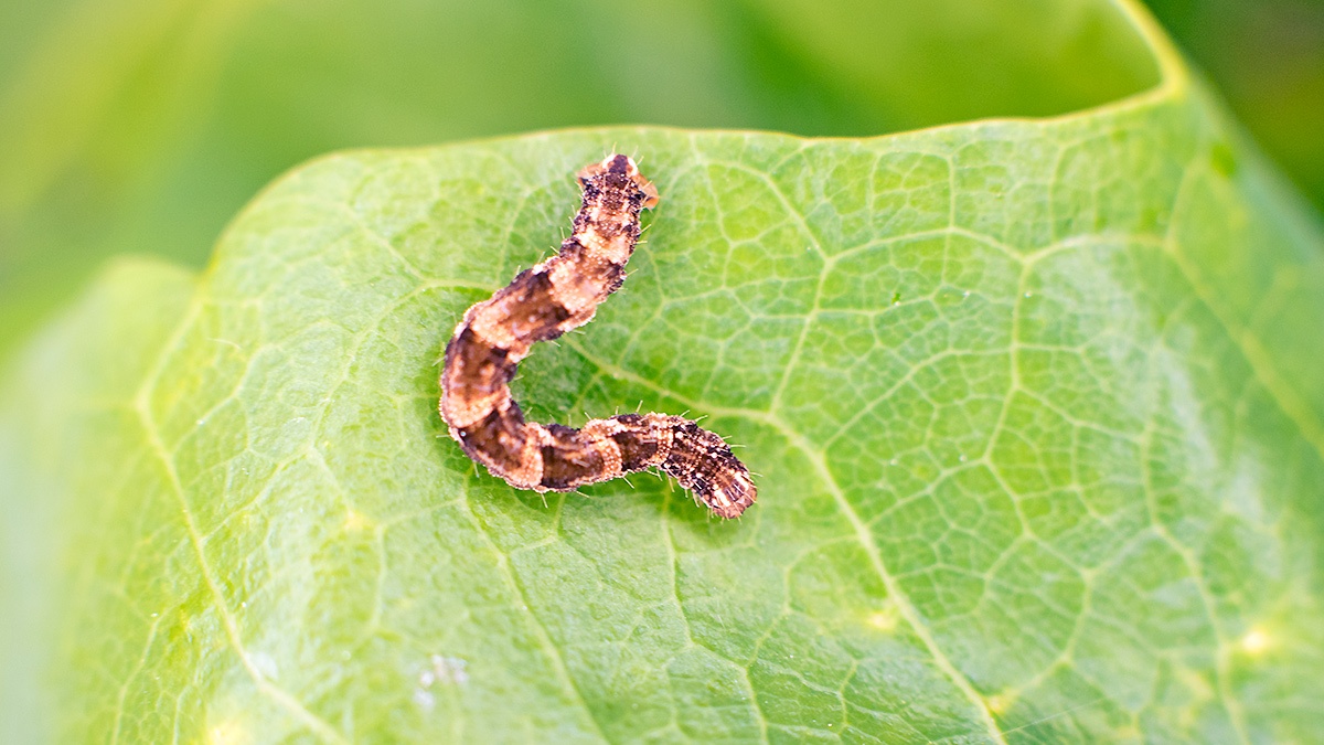 Brindled Pug [Eupithecia abbreviata?]