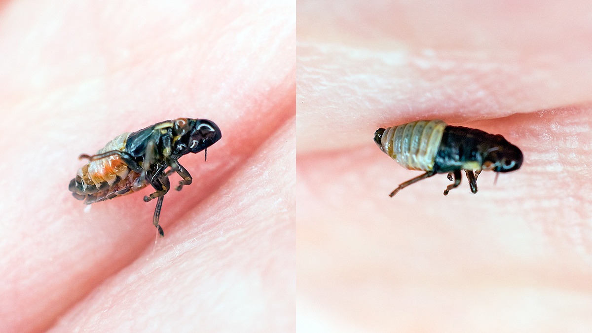 Willow Spittlebug [Aphrophora salicina?]