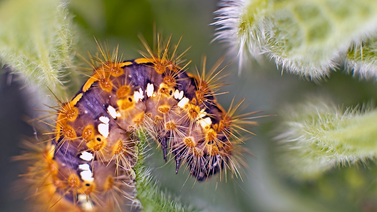 Jersey Tiger Moth [Euplagia quadripunctaria]