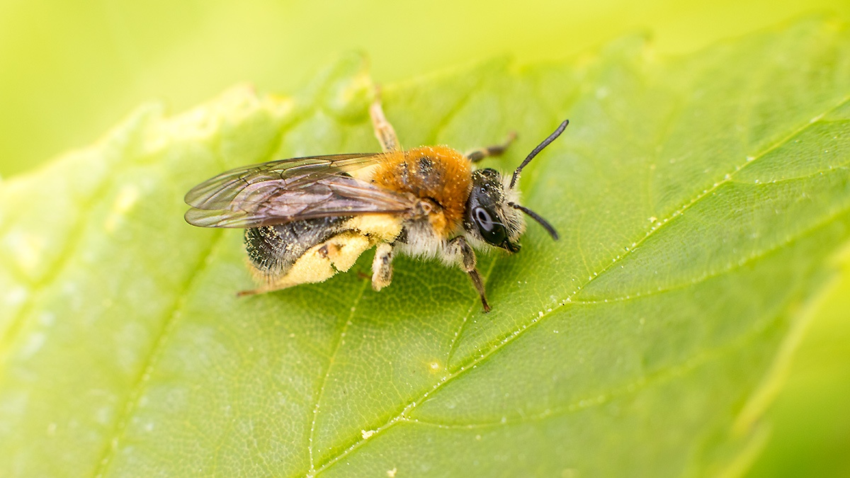 Early Mining Bee [Andrena haemorrhoa]