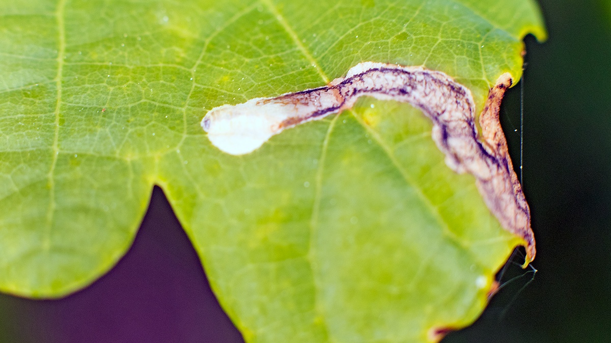 leaf mine [Orchestes hortorum]