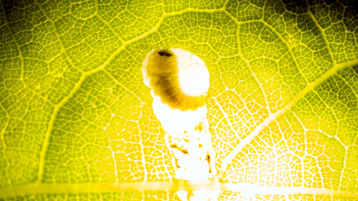 leaf mine [Orchestes hortorum]