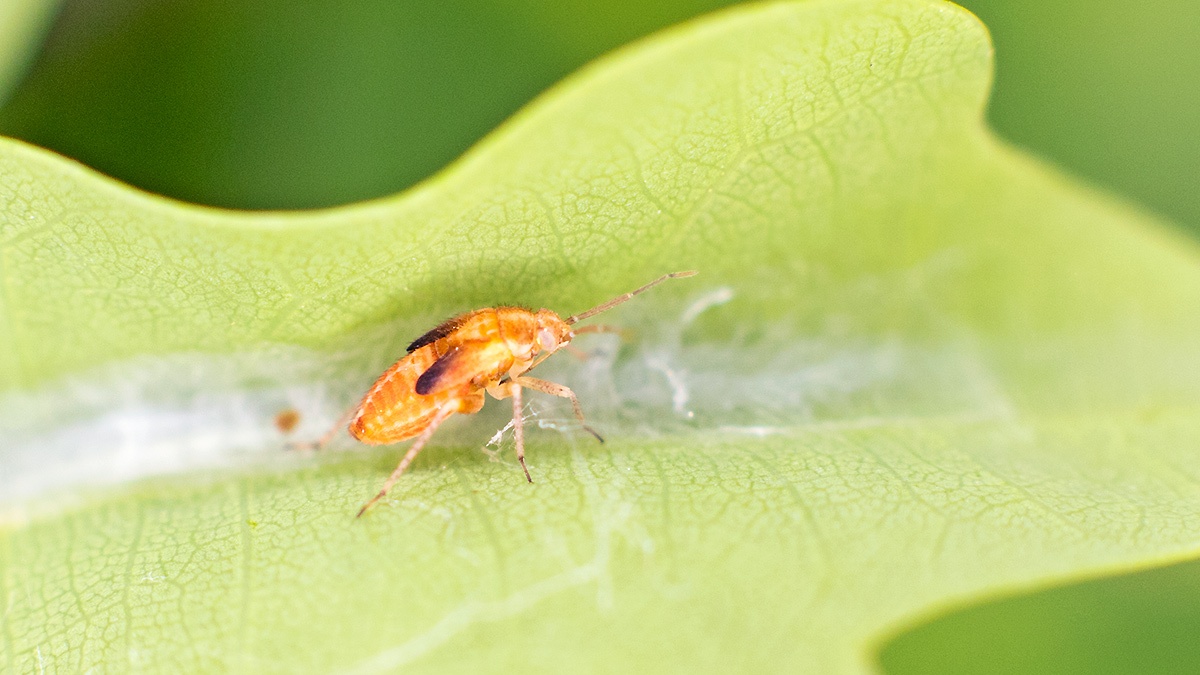 Oak Catkin Bug [Harpocera thoracica]