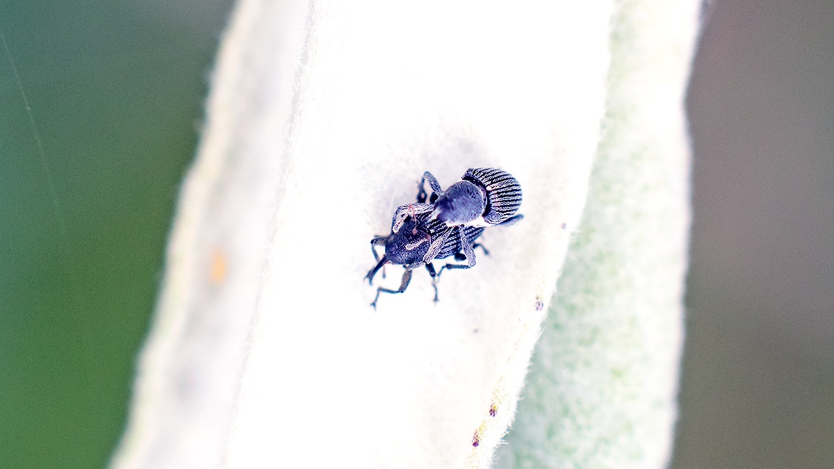 Willow Gall Weevil [Archarius salicivorus]