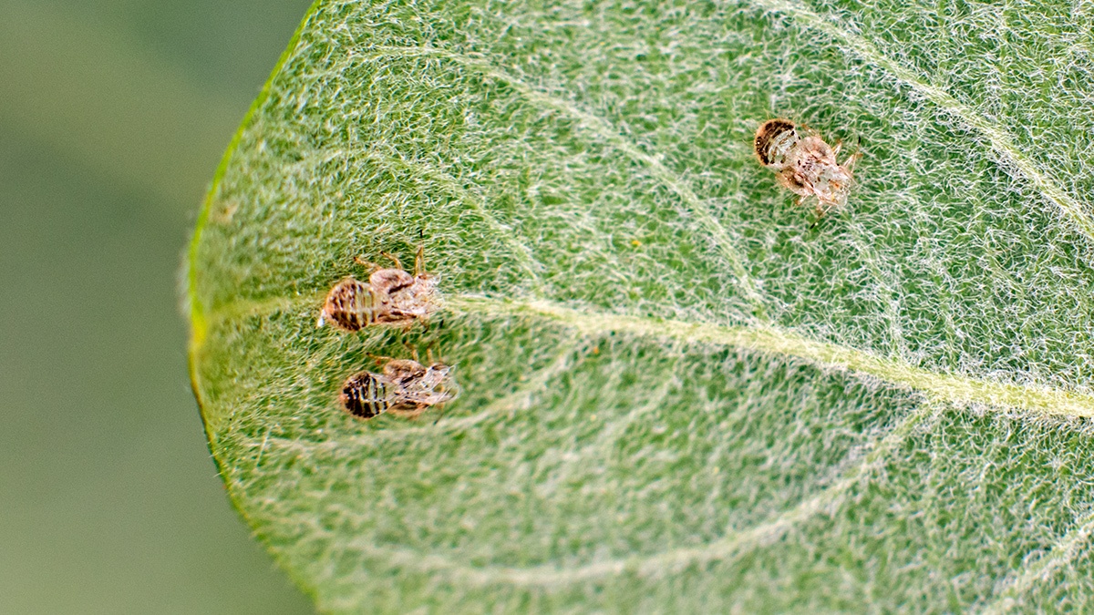 jumping plant louse [Cacopsylla melanoneura?]