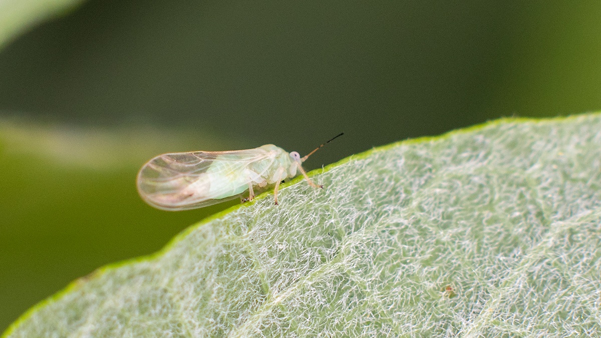 jumping plant louse [Cacopsylla melanoneura?]