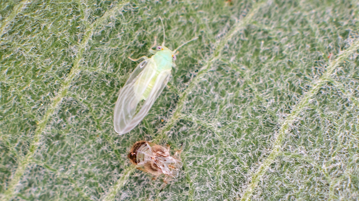 jumping plant louse [Cacopsylla melanoneura?]