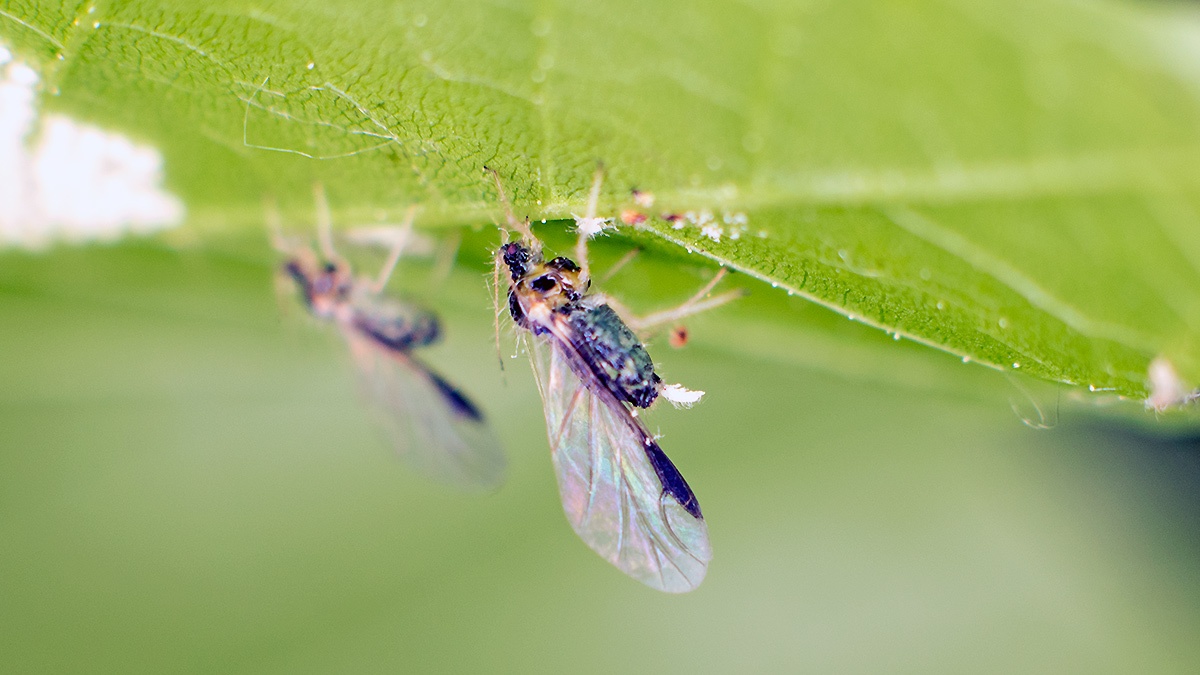 Sycamore Periphyllus Aphid [Periphyllus acericola]