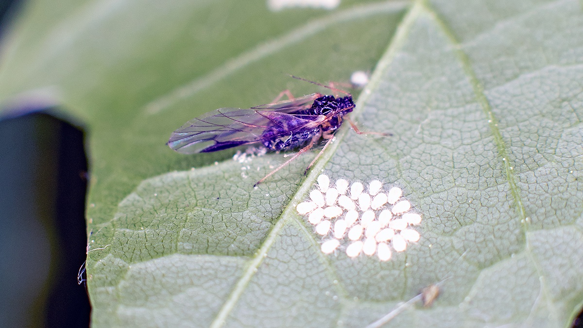 Sycamore Periphyllus Aphid [Periphyllus acericola]