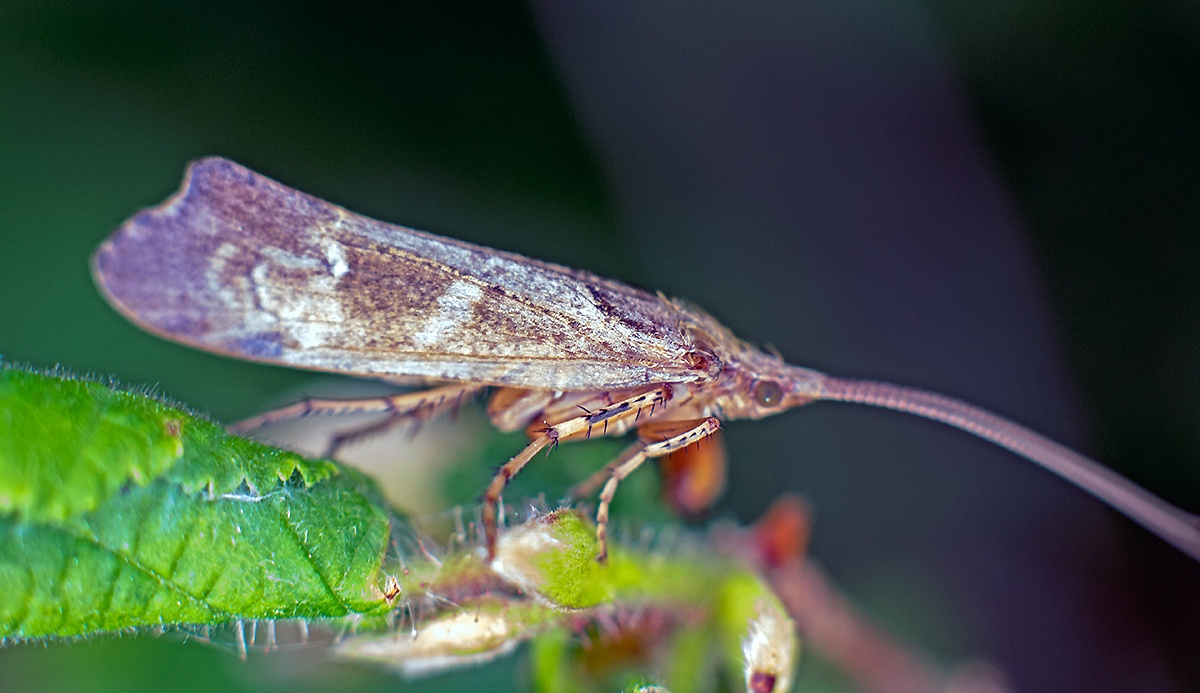 Mottled Sedge [Glyphotaelius pellucidus]