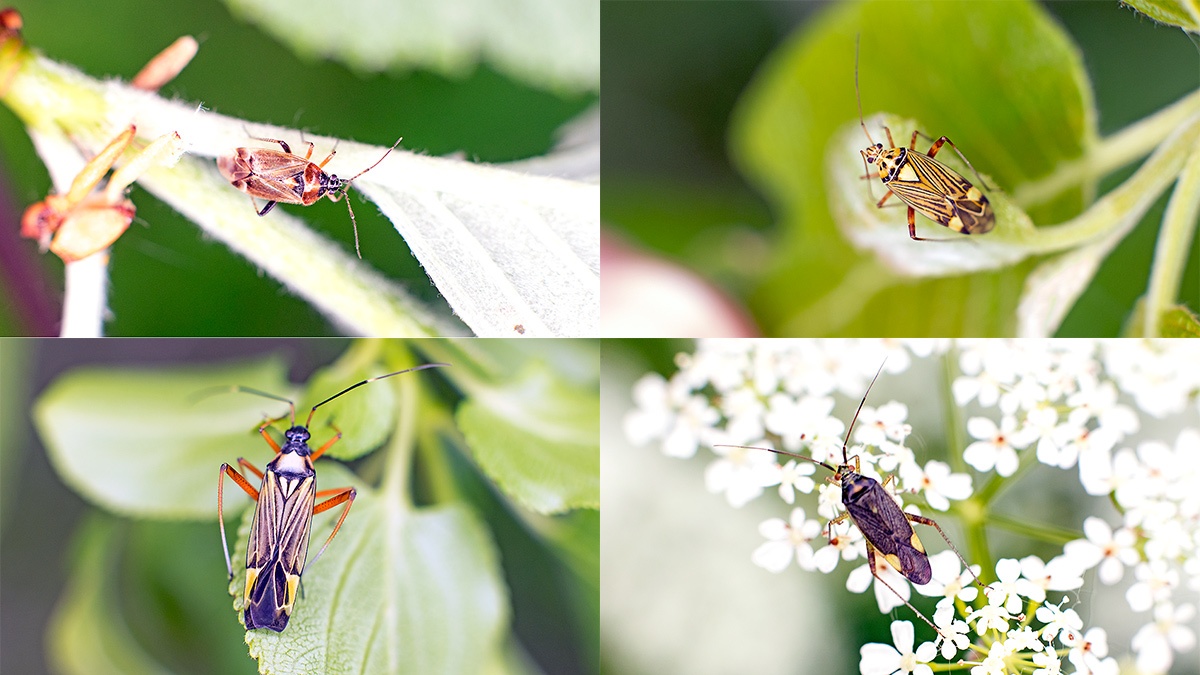 4 Bugs