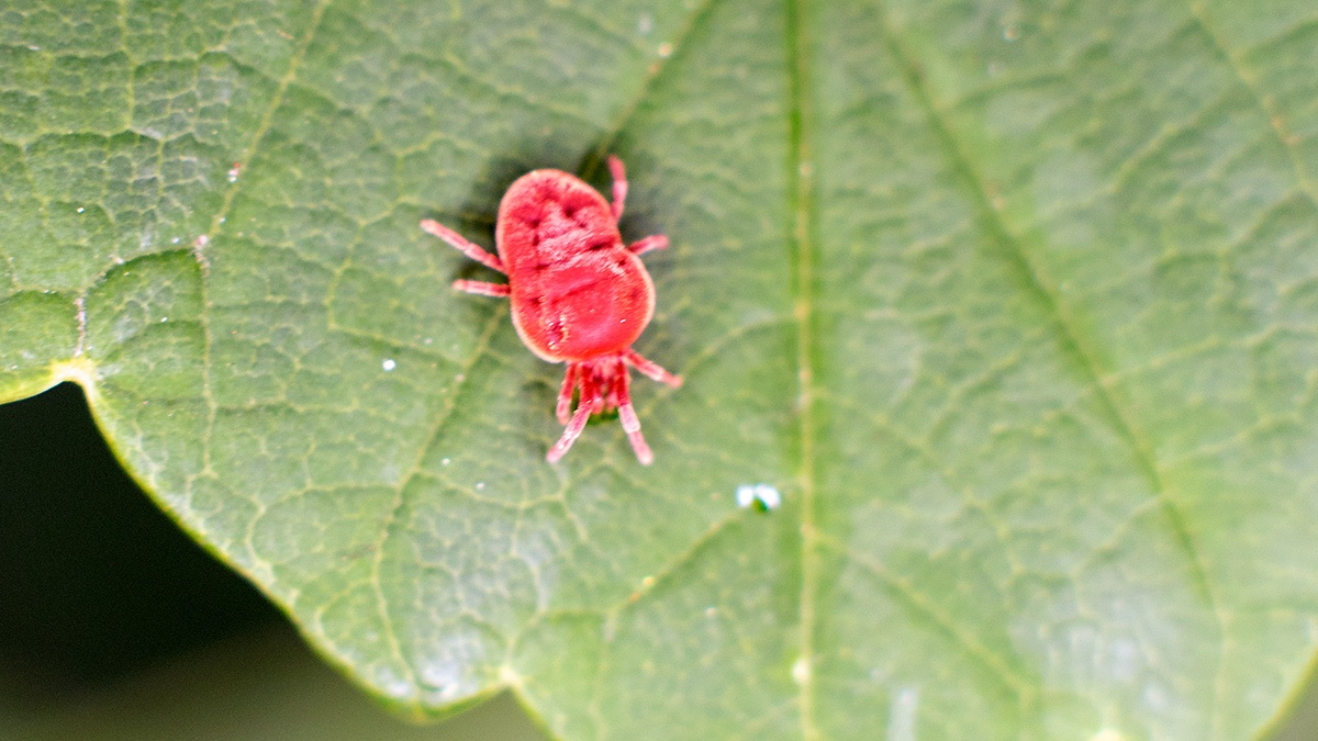 Velvet Mite [Trombidium holosericeum]
