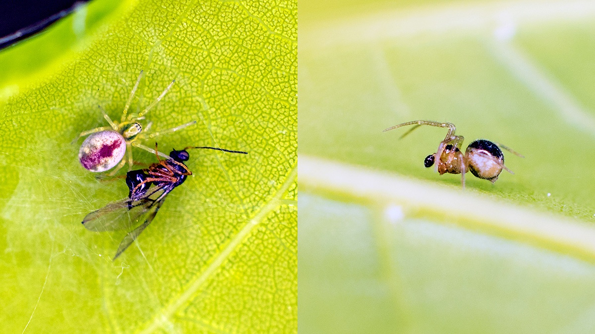 2 spiders