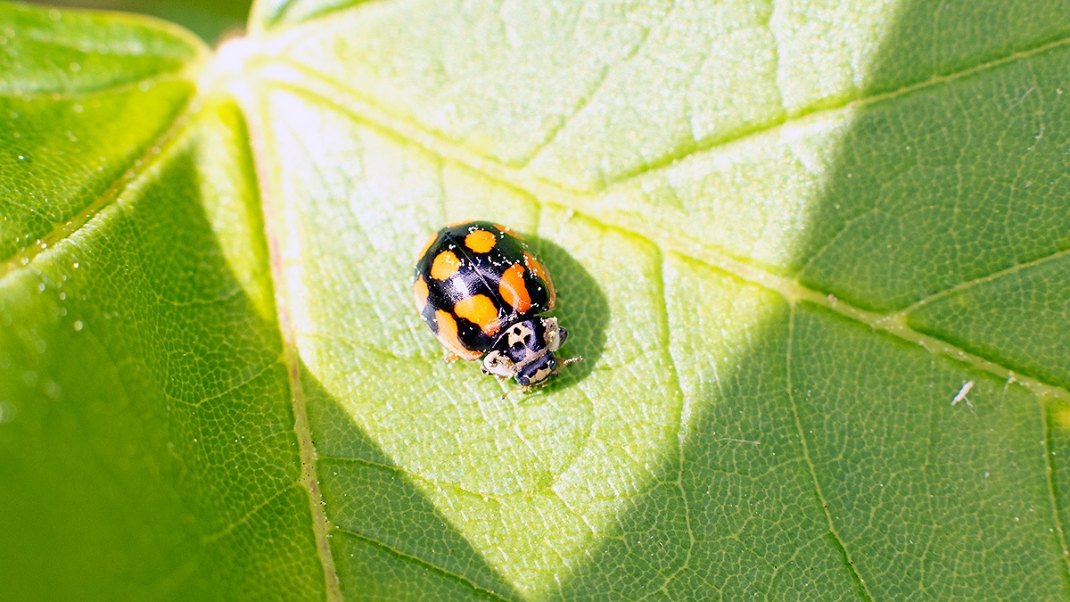 10-Spot Ladybird [Adalia decempunctata]
