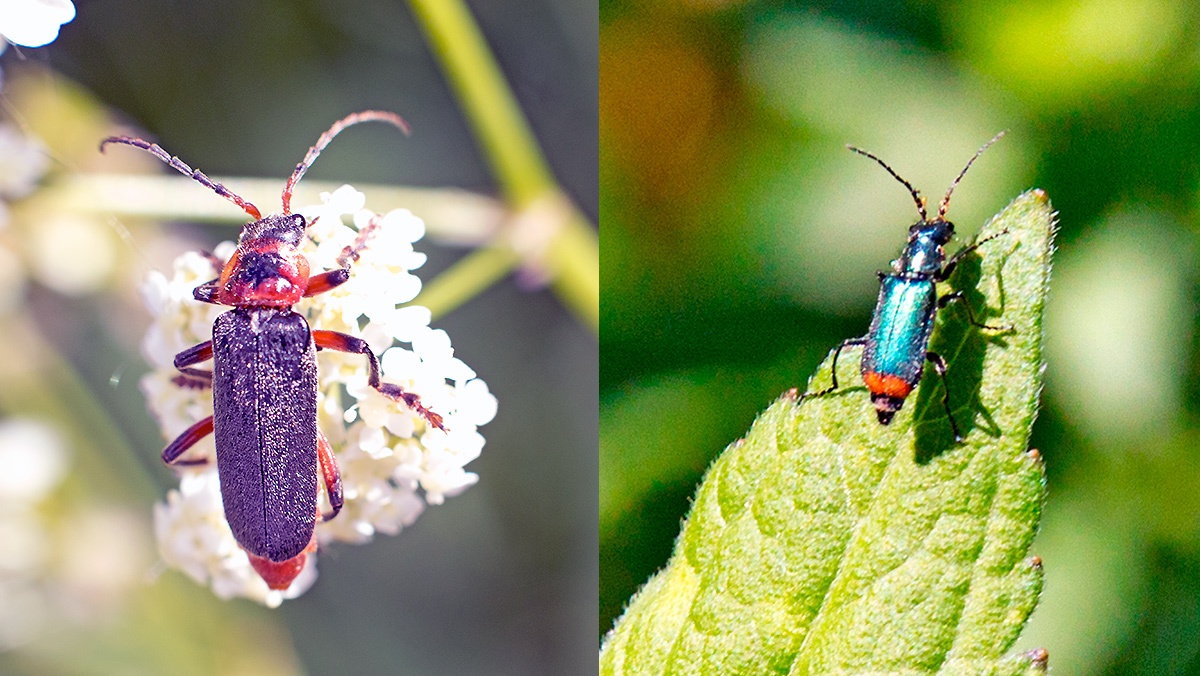 2 beetles