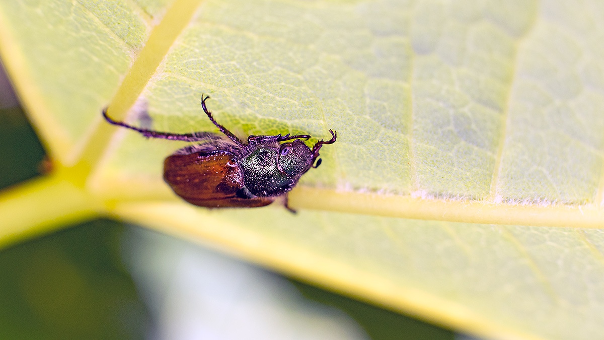 Garden Chafer [Phyllopertha horticola]