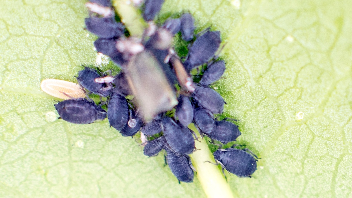 Black Bean Aphid [Aphis fabae]