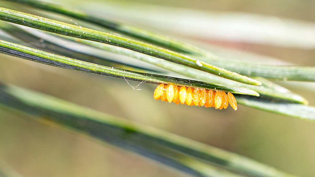 ladybird eggs