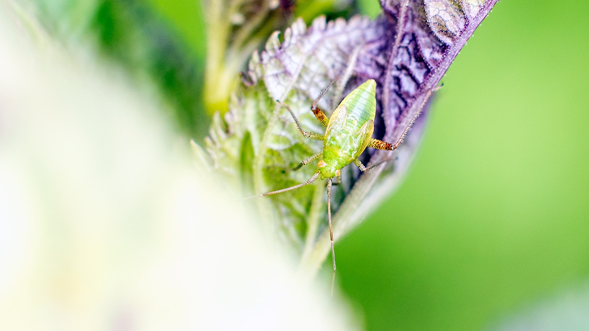 Lucerne Bug [Adelphocoris lineolatus?]